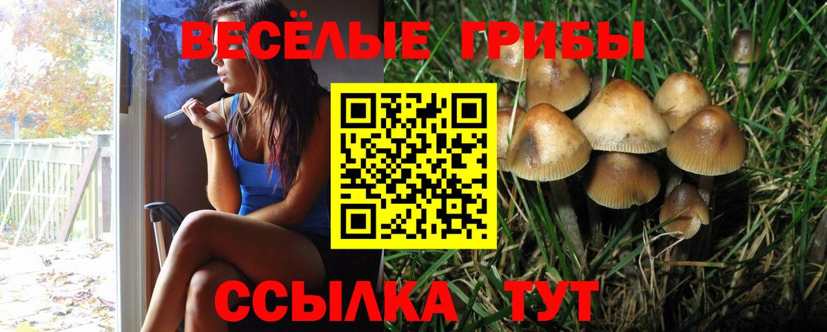 Псилоцибиновые грибы мицелий Котовск